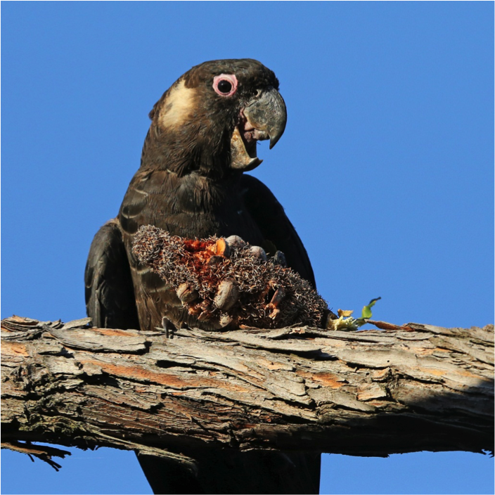 Male Carnaby's Cockatoo